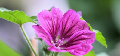 Descubre las propiedades de la malva: Beneficios y usos