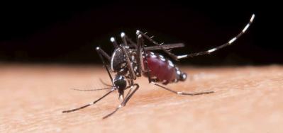 ¿Cuáles son los síntomas del dengue y cómo tratarlos?